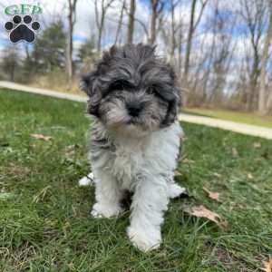 Maple, Shih-Poo Puppy